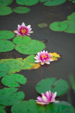 池塘中的睡莲