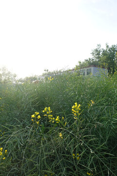 油菜花田野