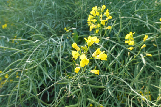 油菜花田