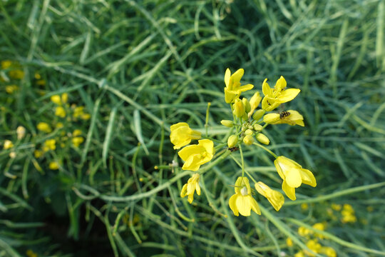 油菜花田