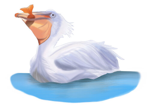 鵜鶘野生鳥類動(dòng)物禽類