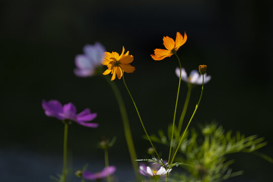 花如蝶舞