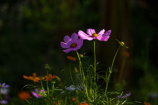 格桑花