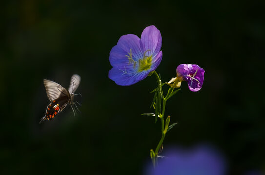 蝶恋花