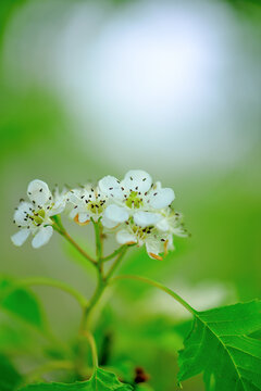 山楂花