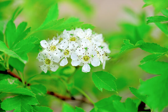 山楂花