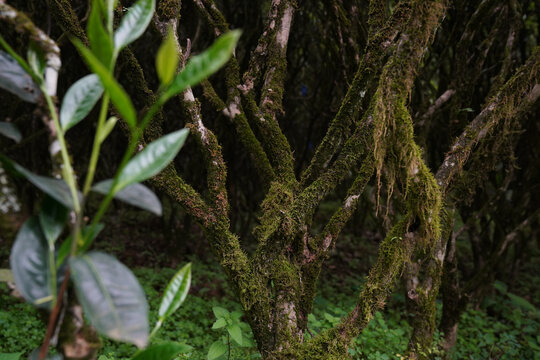 武夷岩茶工夫茶正岩老枞水仙