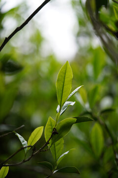 武夷岩茶工夫茶正岩老枞水仙