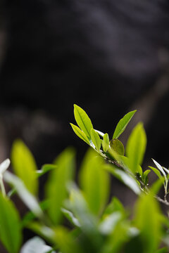 武夷岩茶工夫茶正岩老枞水仙