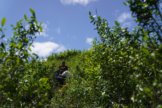 武夷岩茶环境山场拍摄采茶