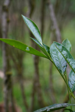 武夷岩茶工夫茶正岩老枞水仙