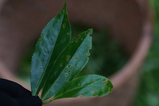 武夷岩茶工夫茶正岩老枞水仙