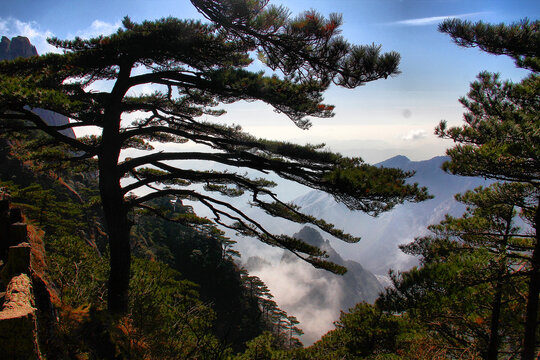 黄山迎客松