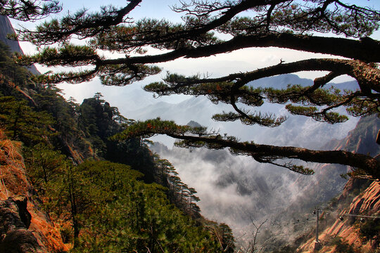 黄山迎客松