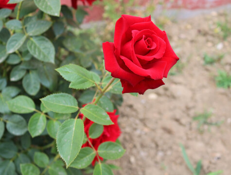 一只玫瑰
