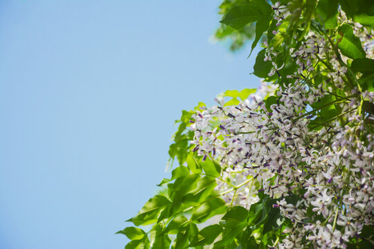 仰拍花枝