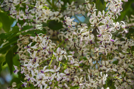 紫花树