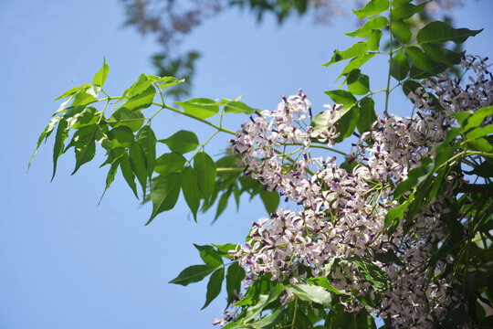 楝树花