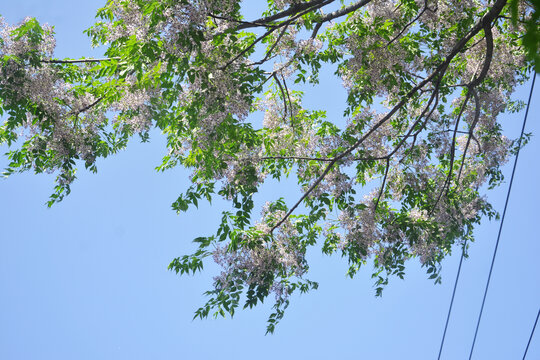 仰拍楝树花枝