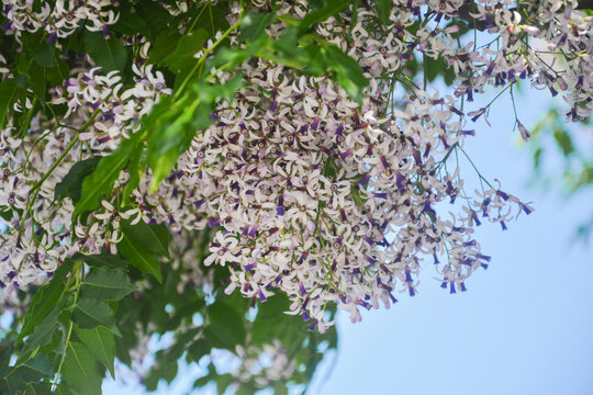 楝树开花