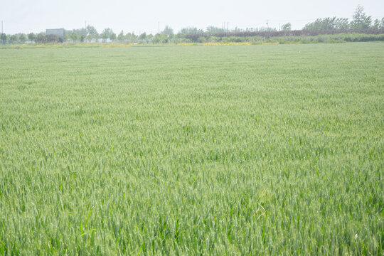 小麦种植田