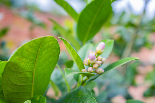 香水柠檬花蕾