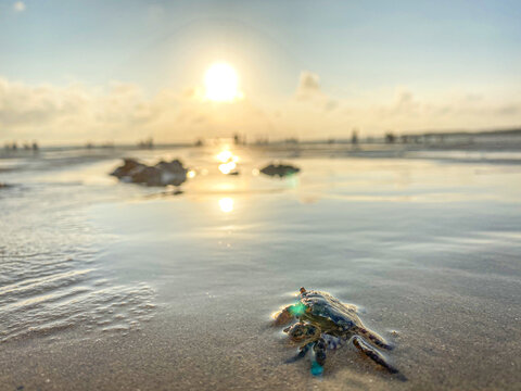 沙滩上的螃蟹阳光日出
