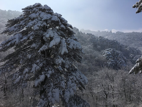 黄山雪景