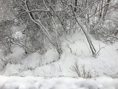 黄山雪景