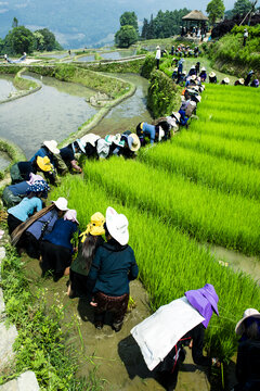 元阳梯田