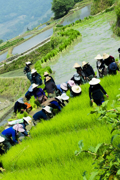 元阳梯田