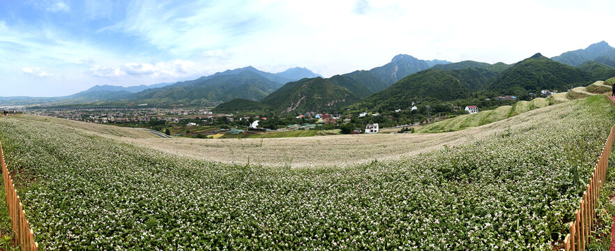 秦岭山下荞麦花海