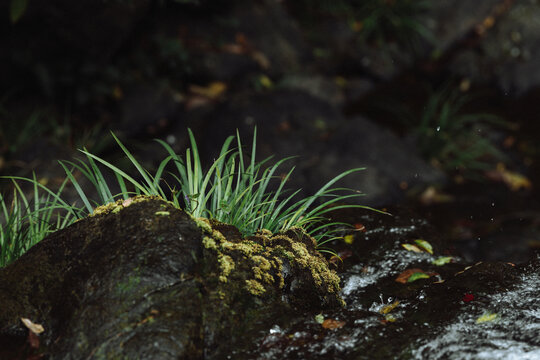 溪流上的青草苔藓