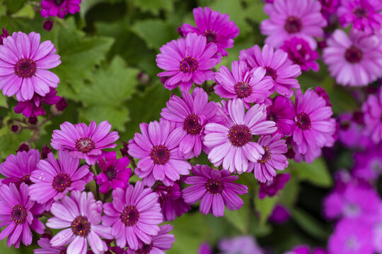 小雏菊菊花