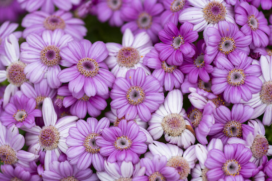 小雏菊菊花