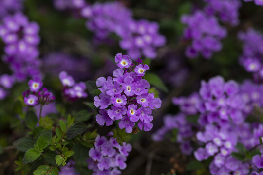 蔓马缨丹紫色小花