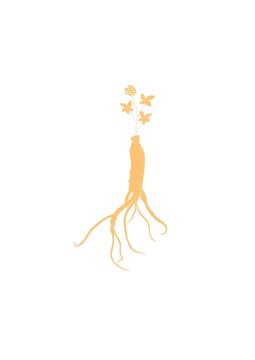 手繪人參矢量