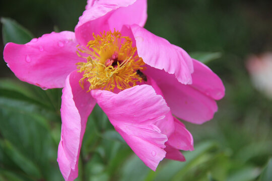 芍药花特写