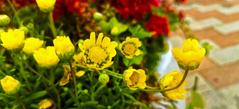 黄晶菊花