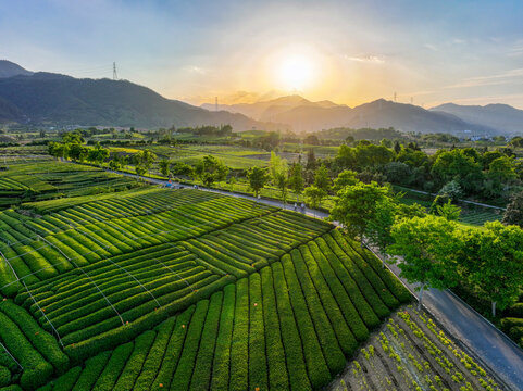 松阳大木山茶园航拍