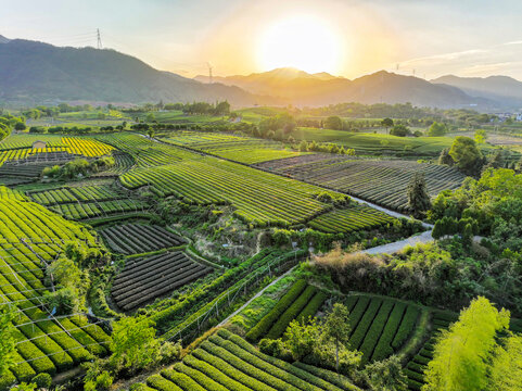 松陽大木山茶園航拍