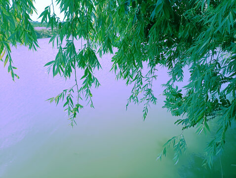 泗河边的垂柳