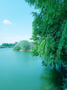 泗河岸边的柳树太美了
