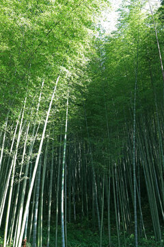 阳光竹林背景