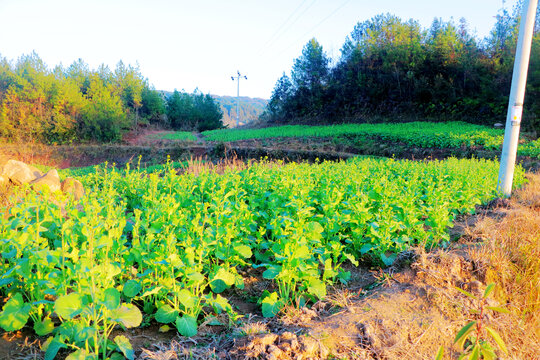 油菜花田园农村