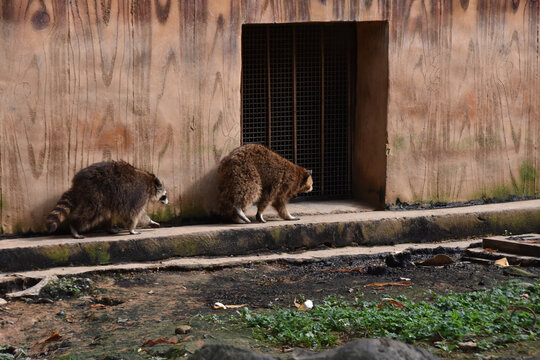 小浣熊