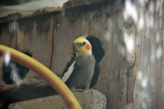 鸚鵡
