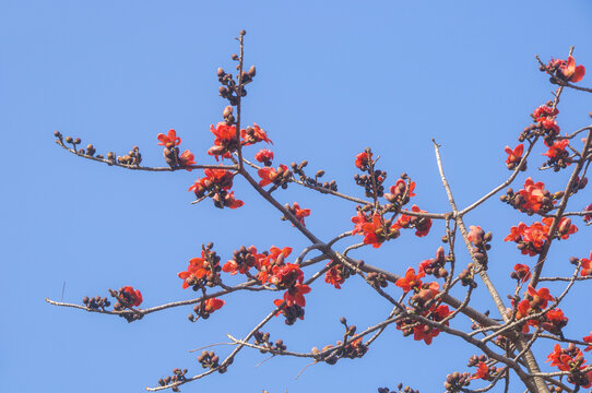 木棉红花