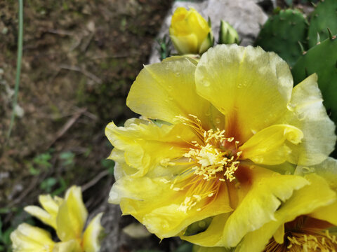 仙人掌花特写