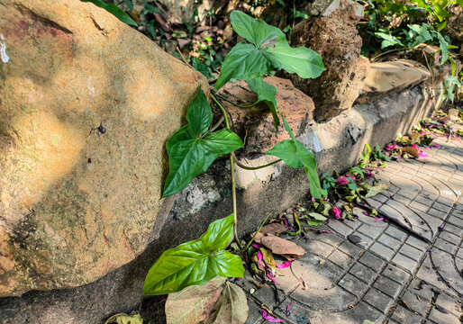 观叶植物合果芋